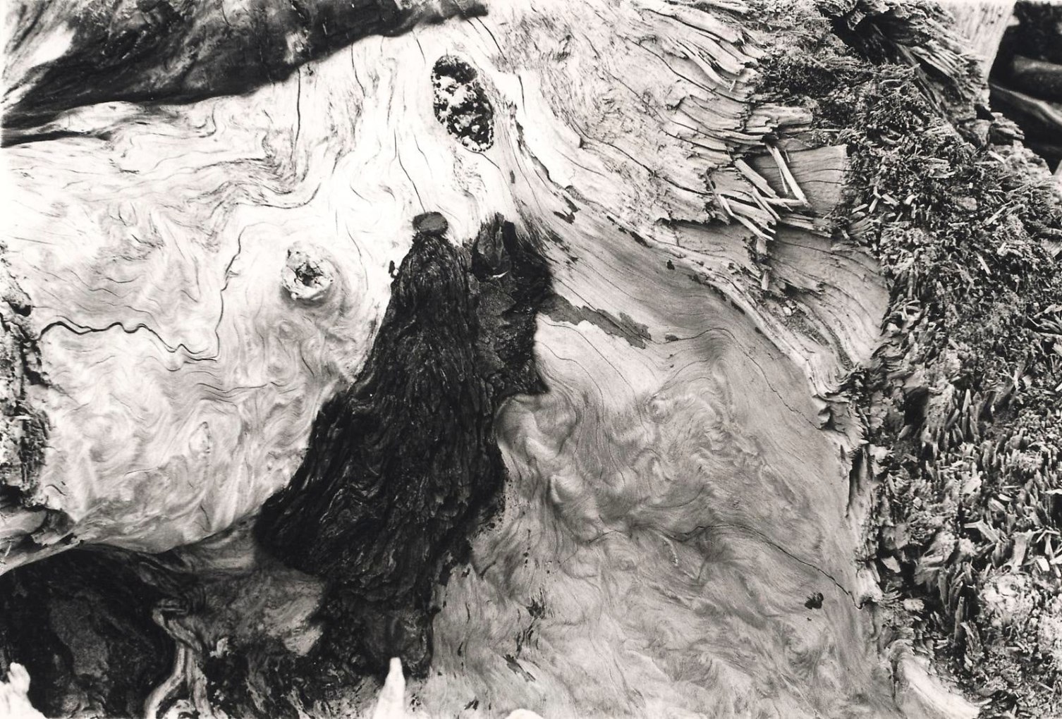 JAY DeFEO