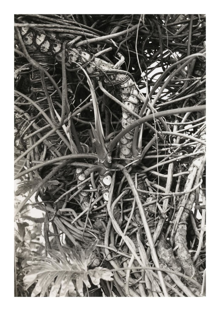  JAY DeFEO