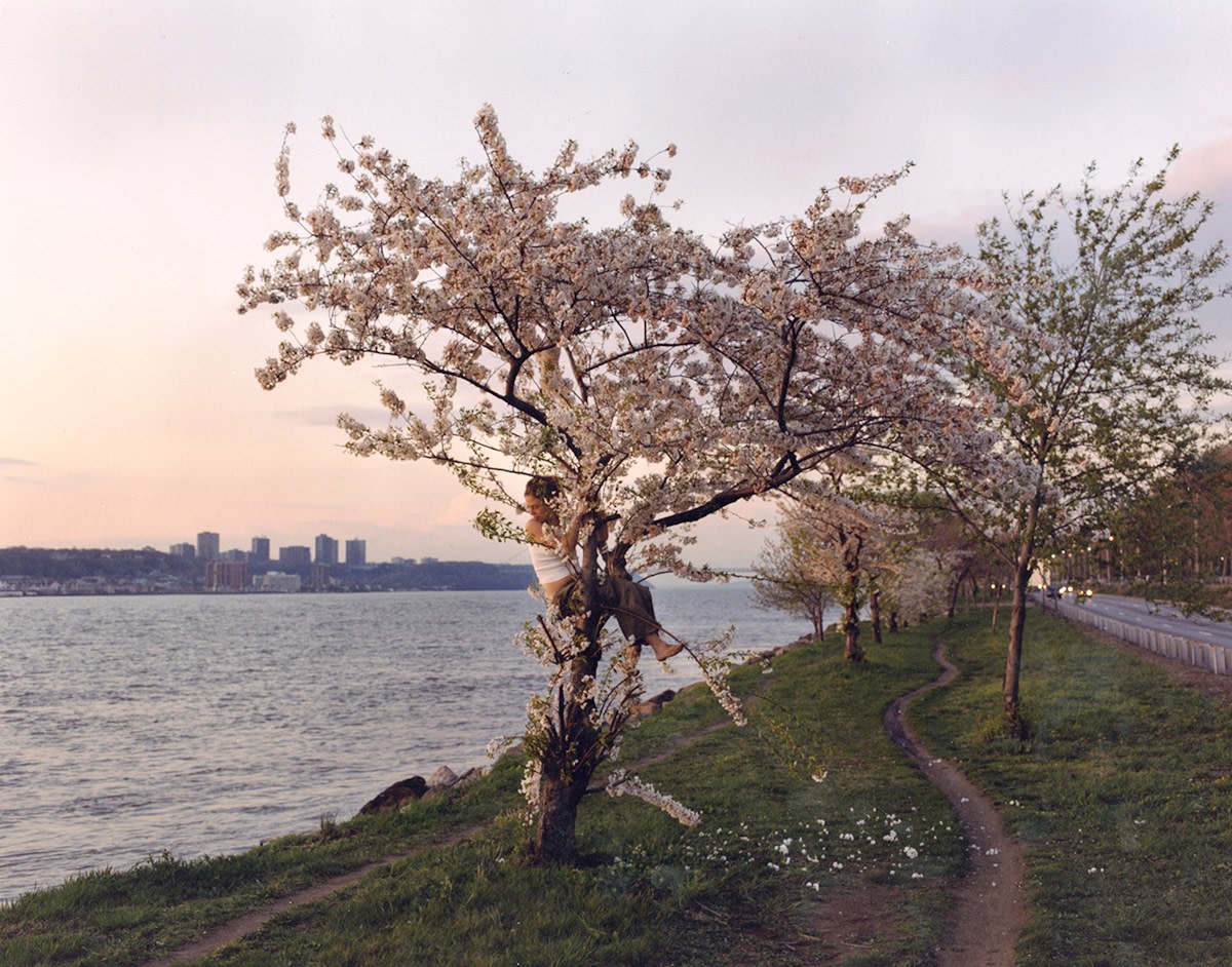 JUSTINE KURLAND Pink Tree