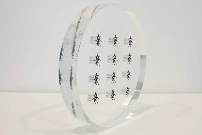 Tazeen Qayyum HARMFUL IF SWALLOWED 2009 Screen print on clear acetate embedded in Lucite 9 dia x 1.5 in. NFS