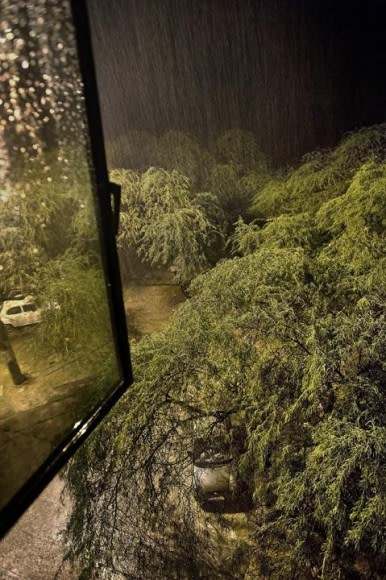 Raghu Rai TREES IN RAIN, MEHRAULI 2009 Digital scan of photographic negative on archival paper 30 x 20 in.