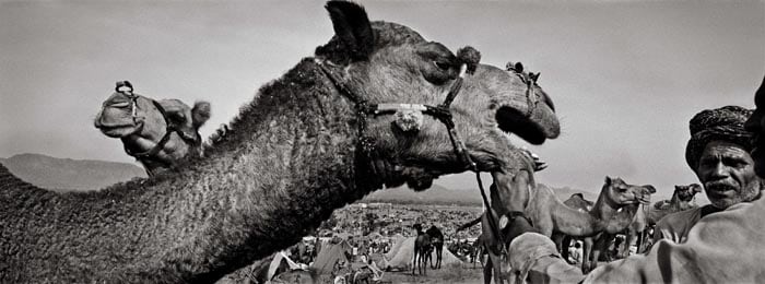 Raghu Rai LOOKING AT CAMEL'S TEETH, PUSHKAR 2004 Digital scan of photographic negative on archival paper 20 x 54 in.