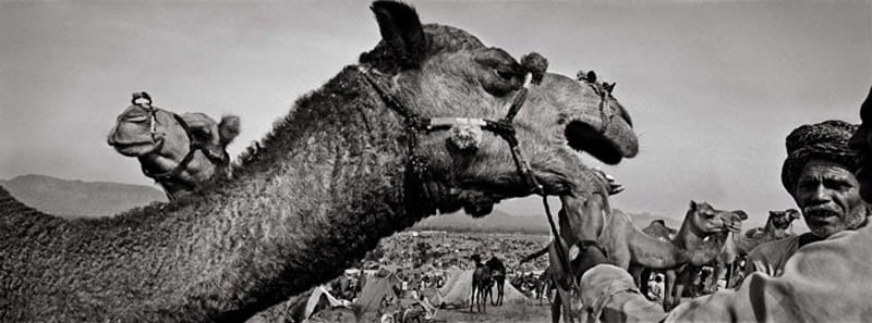 Raghu Rai Showing Camel's Teeth 2005 Digital scan of photographic negative on archival paper 20 x 54 in.