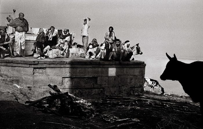 Raghu Rai COWS AND MEN BURNING GHAT, VARANASI 2003 Digital scan of photographic negative on archival paper 20 x 30 in.