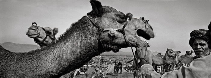 Raghu Rai SHOWING CAMEL'S TEETH, PUSHKAR 2005 Digital scan of photographic negative on archival paper 20 x 54 in.