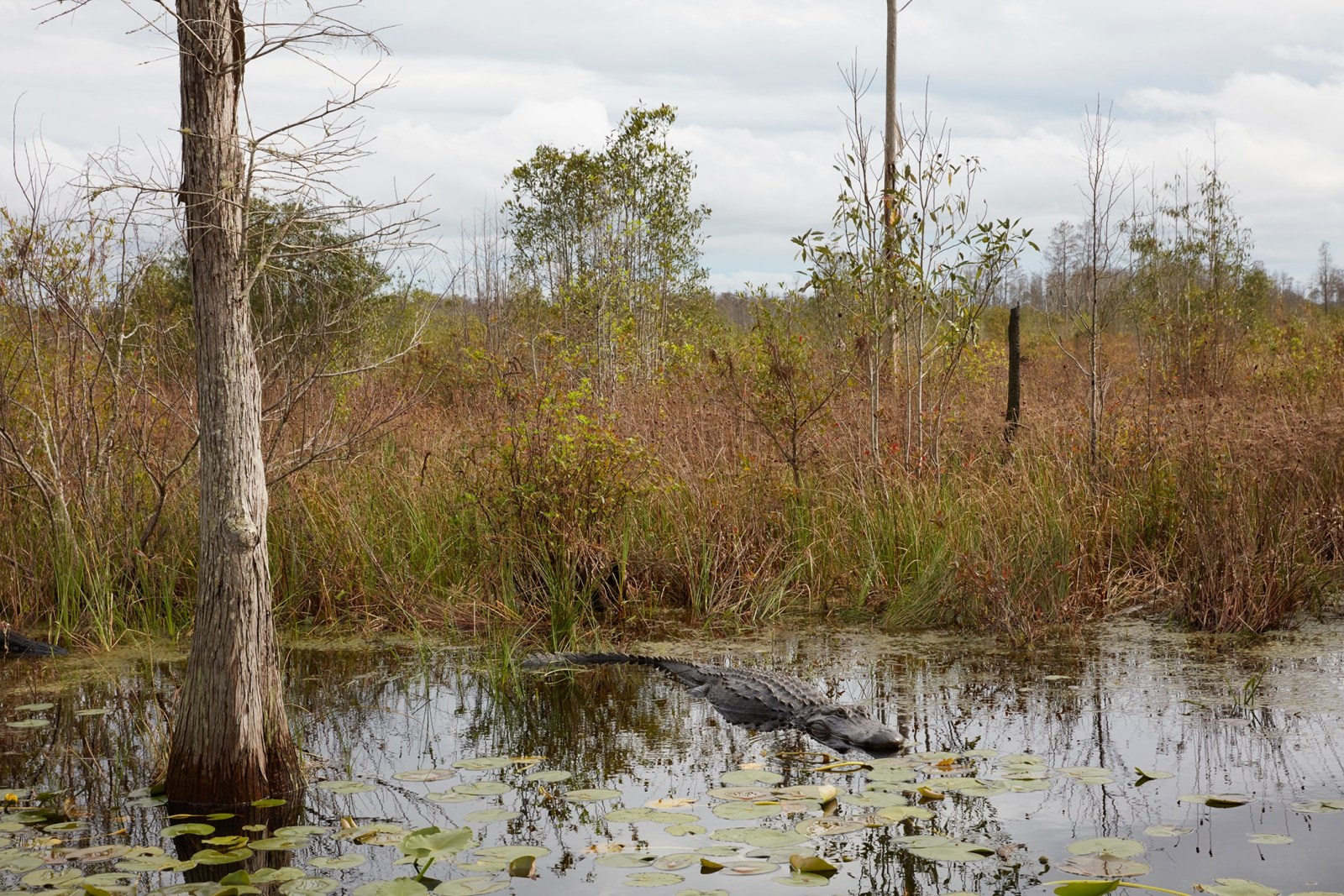 CATHERINE OPIE, Untitled #2 (Swamps), 2019