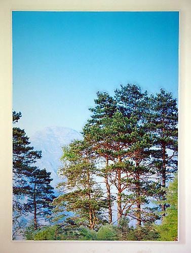 STEFANO ARIENTI Pini Montani (Mountain Pines), 2005