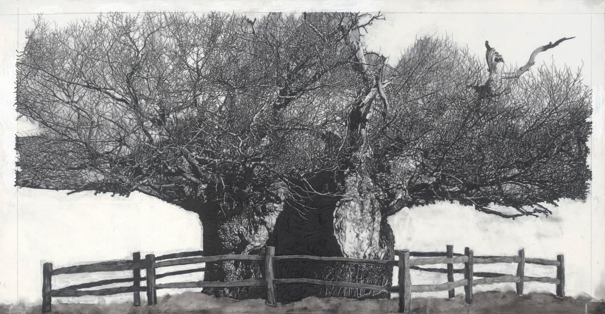 派崔克‧范‧凱肯柏 Drawing of Old Trees during wintry days 2007-2014, 2007-2014