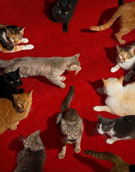 ALEX PRAGER Cats, 2017