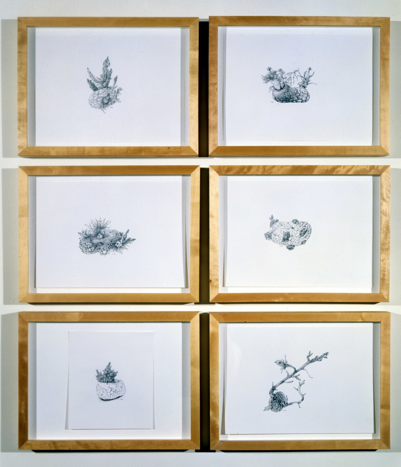 ANYA GALLACCIO, Six potatoes drawn- (belief in an immaculate being) , 2001