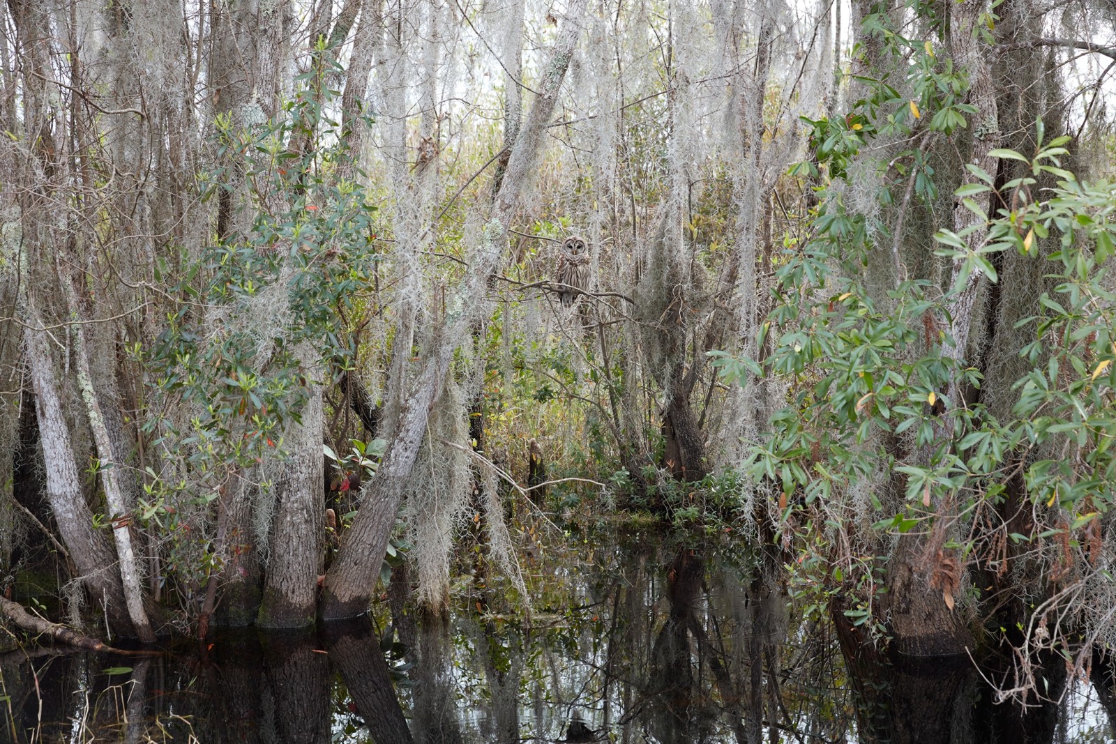 CATHERINE OPIE, Untitled #1 (Swamps), 2019