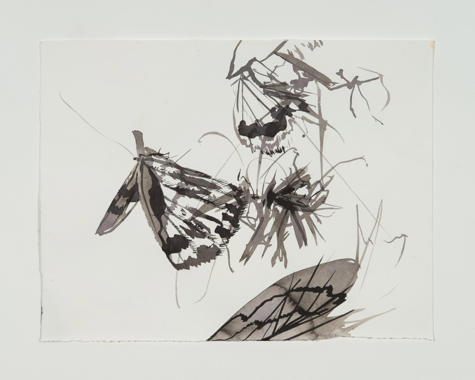 TAMMY NGUYEN, Butterfly Larger Study No. 6, 2021