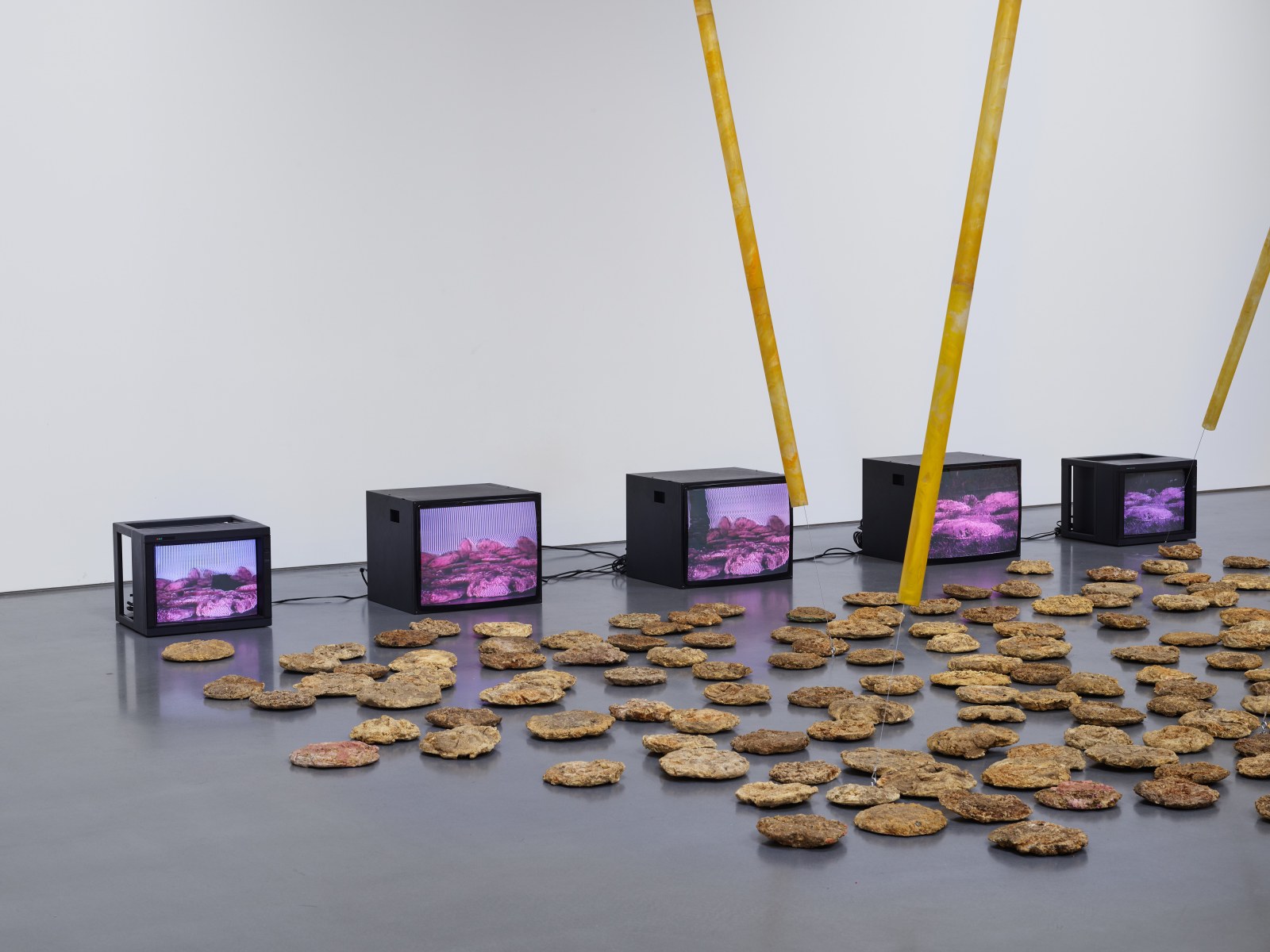 Carolee Schneemann - Lisson Gallery - Exhibitions - PPOW