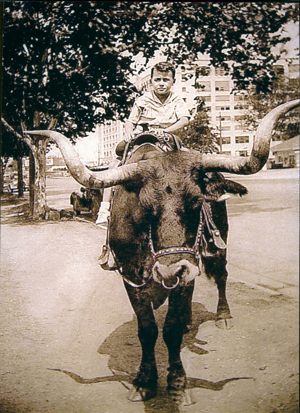 Black and white photograph of Robert Clark, age seven, on the back of a longhorn steer at the Frontier Centennial Exposition, Fort Worth, Texas, 1936