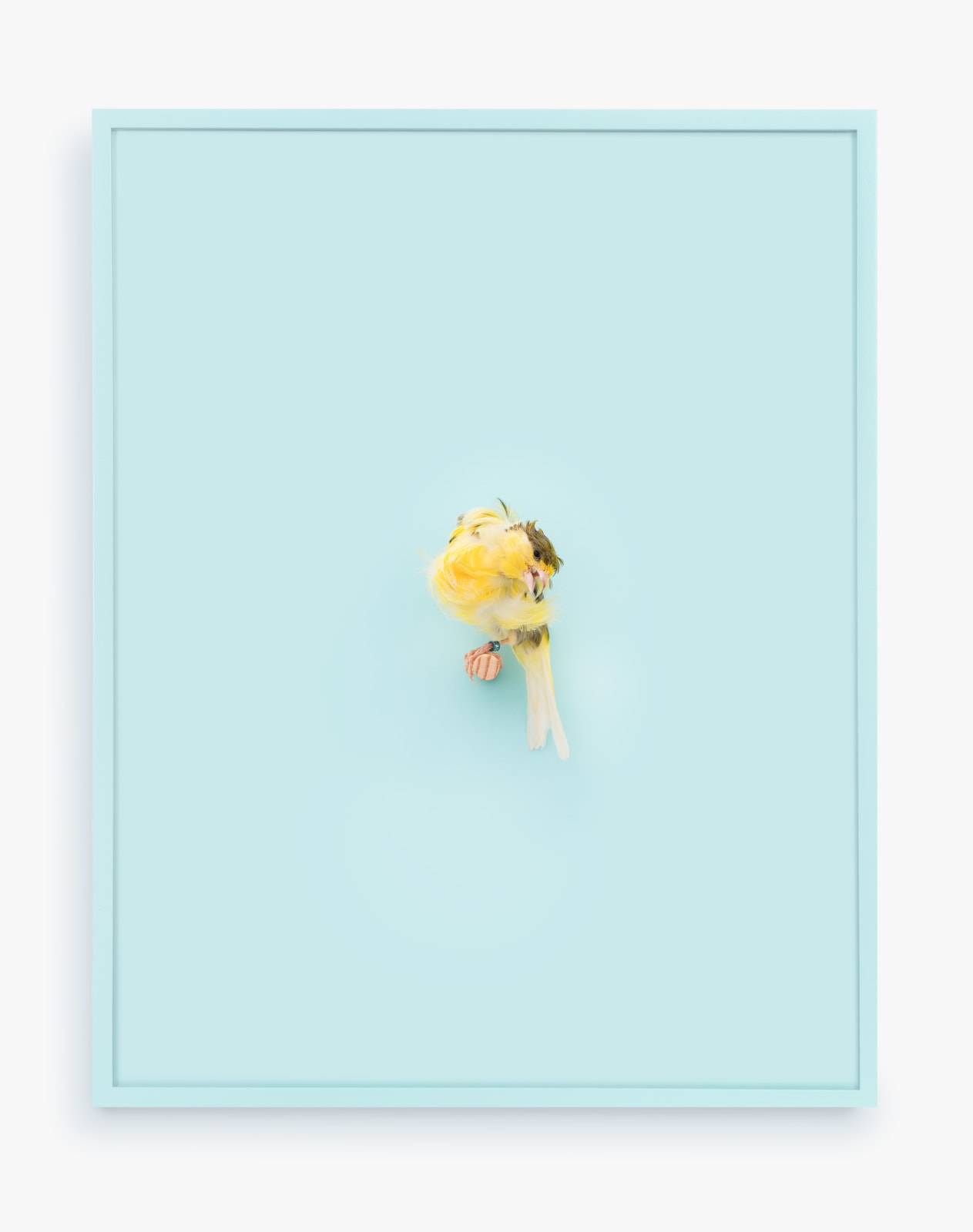 Portrait of a yellow canary in front of a baby blue wall