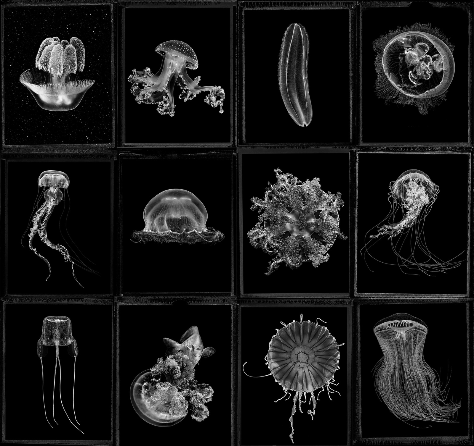 A series of black and white images of jellyfish are shown in a grid.