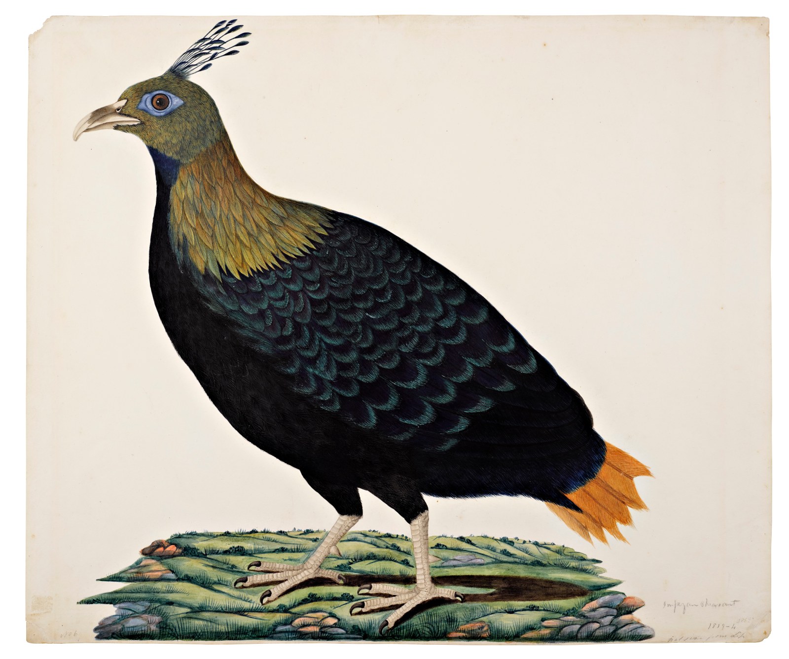 A Himalayan Monal or Impeyan Pheasant (Lophophorus Impejanus) on a Painted Ground - Company School, Calcutta - Artworks-Items - Carlton Rochell