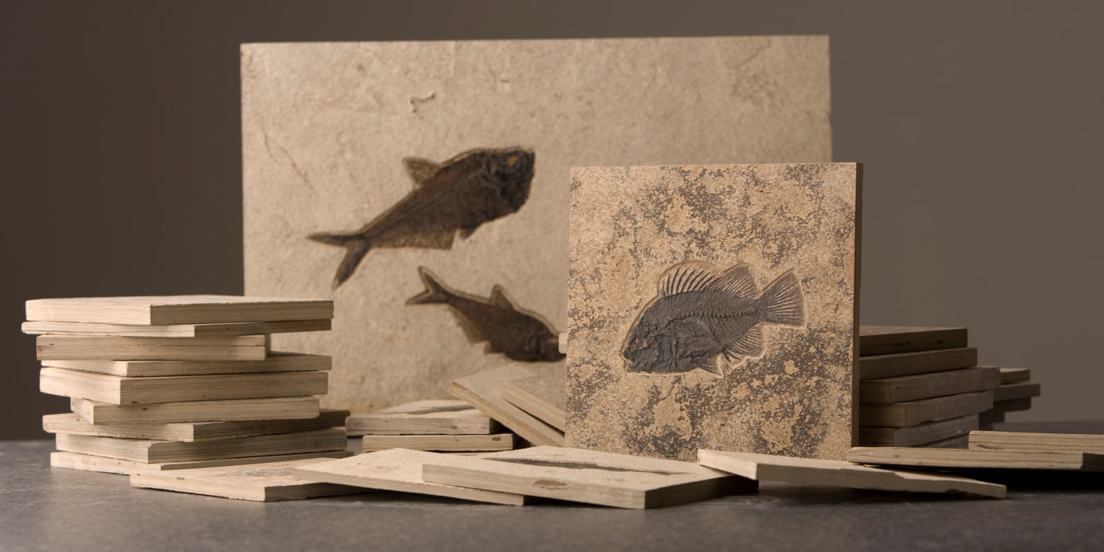 Selection of Fossil Tiles from Green River Fossil Company