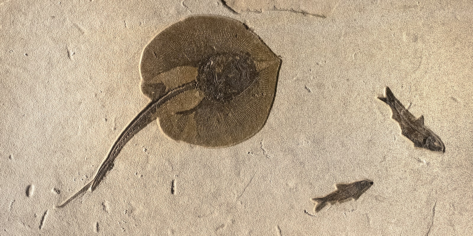 A detail view of a large mural that contains a rare fat-tail stingray Asterotrygon maloneyi and two Knightia eocaena. The fossils date to the Early Eocene, 50 million years old. Asterotrygon was first described in 2004.