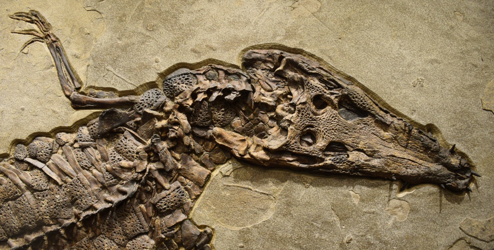 Skull of a rare fossil Crocodile from the Early Eocene