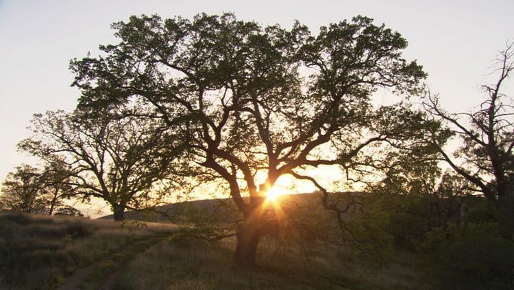 Still of BILL VIOLA's Old Oak (Study), 2005