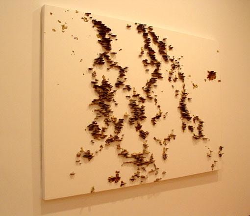 fungus emerging from wood