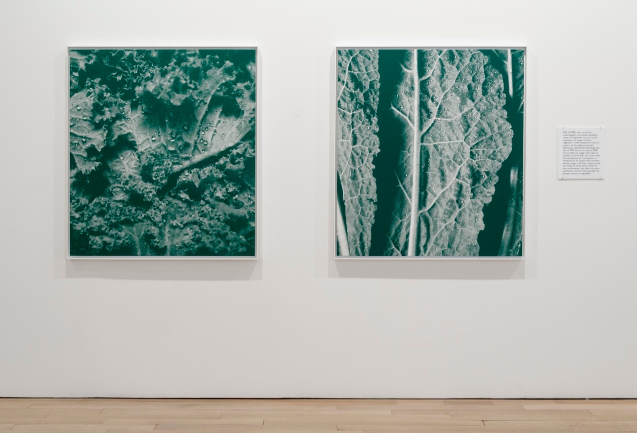 installation view of photographs of lettuce