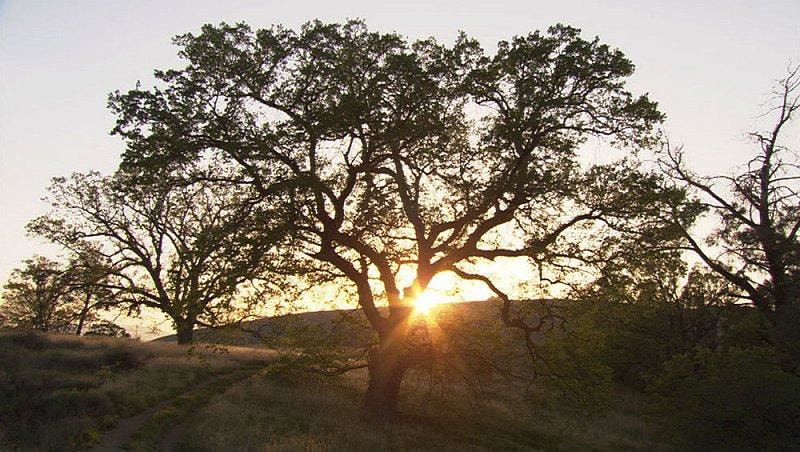 Image of BILL VIOLA's The Darker Side of Dawn,&nbsp;2005