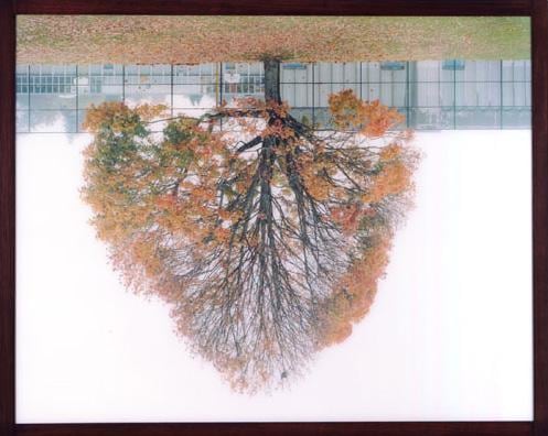 upside down image of a tree