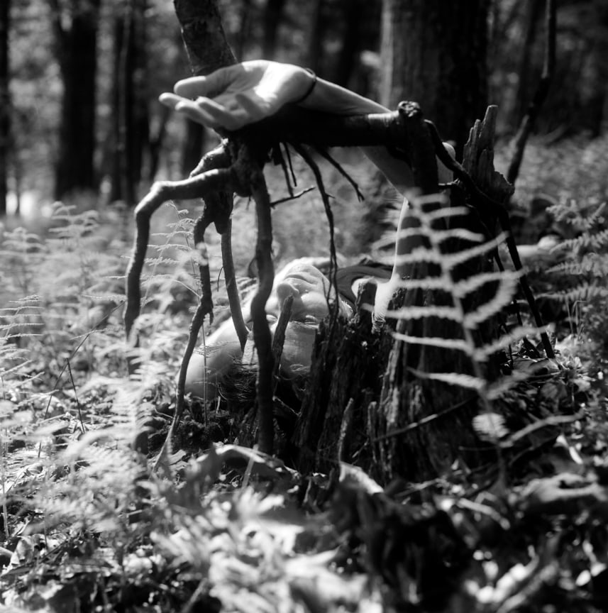 Image of MORYA DAVEY's Ferns, 2023