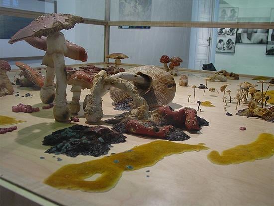 mushrooms inside a glass display case