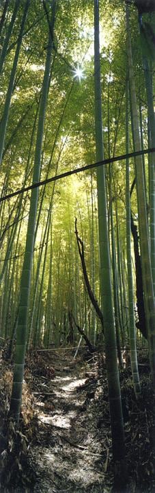 upward view of bamboo forest
