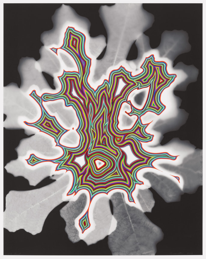 FRED TOMASELLI Untitled (bloom)