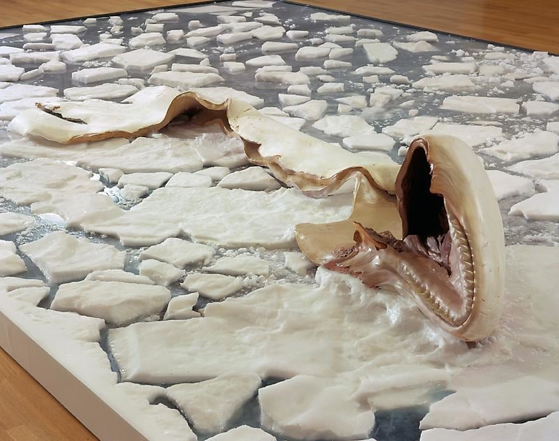 shredded marine animal laying on ice