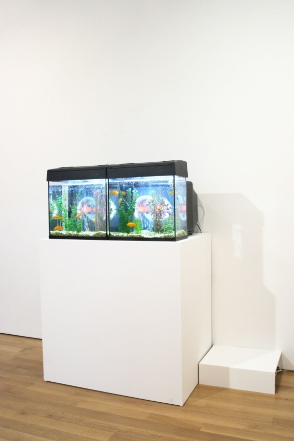 Aquariums, televisions positioned behind aquariums