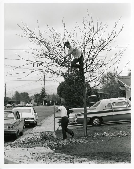 BILL OWENS My dad thinks it&#039;s a good idea to take all the leaves off the tree and rake up the yard. I think he&#039;s crazy.