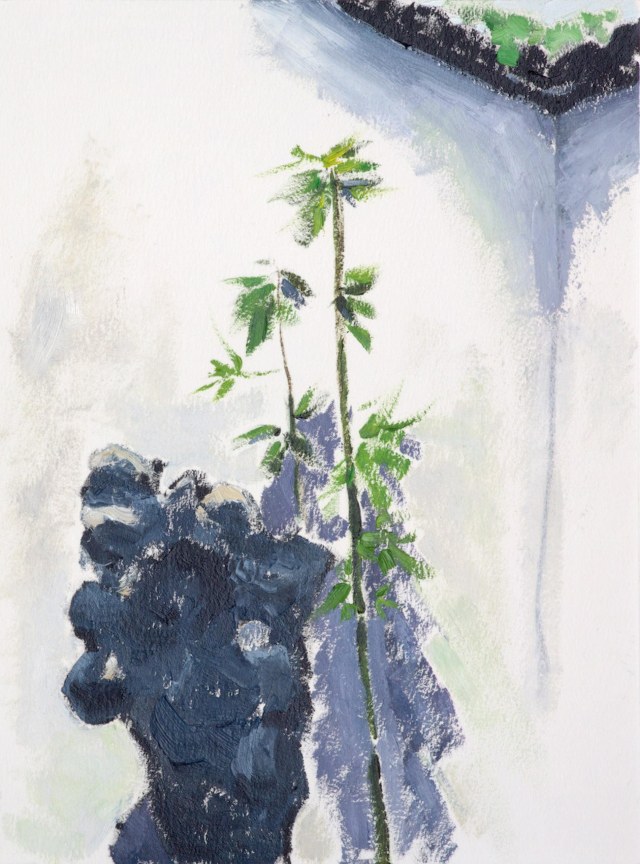 single bamboo shoot growing against a white wall in the corner of a garden