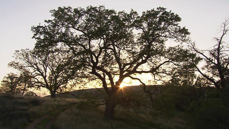 the sun rising behind a tree