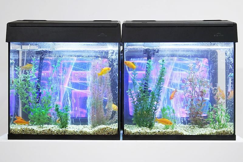 Nam June Paik - Live Feed: 1972 -1994 - Exhibitions - James