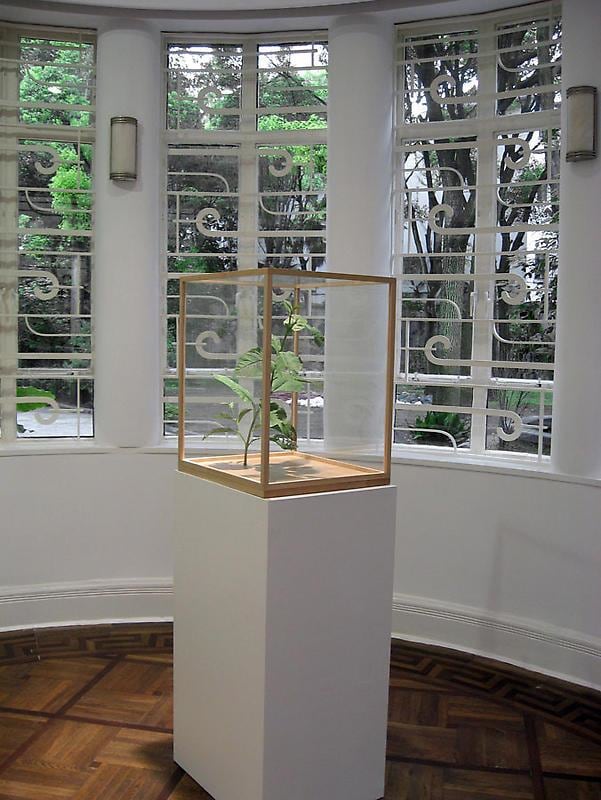 installation view of a plant in a glass case