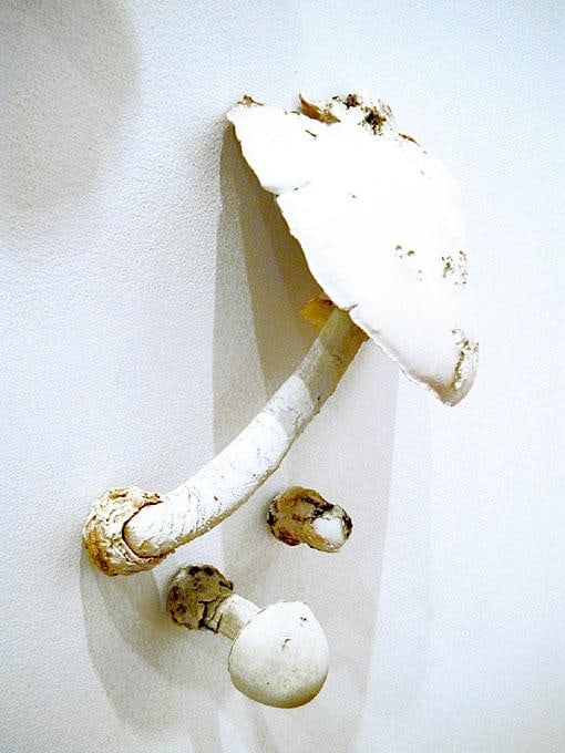 close up of a mushroom emerging from the wall