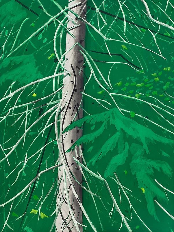 close up of leafless tree