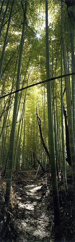 image of WIM WENDERS's Bamboo Forest, Nara, Japan,&nbsp;2000
