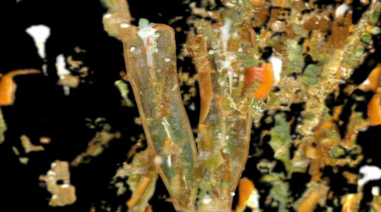 LOS JAICHACKERS (Eamon Ore-Giron &amp;amp; Julio C&eacute;sar Morales), Night Shade/Solanaceae&nbsp;(still), 2013