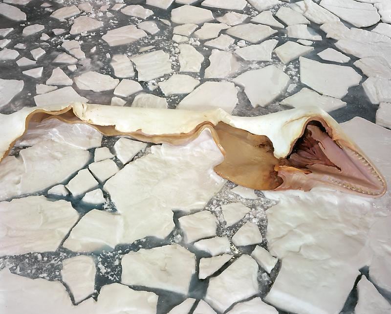 shredded marine animal laying on ice caps