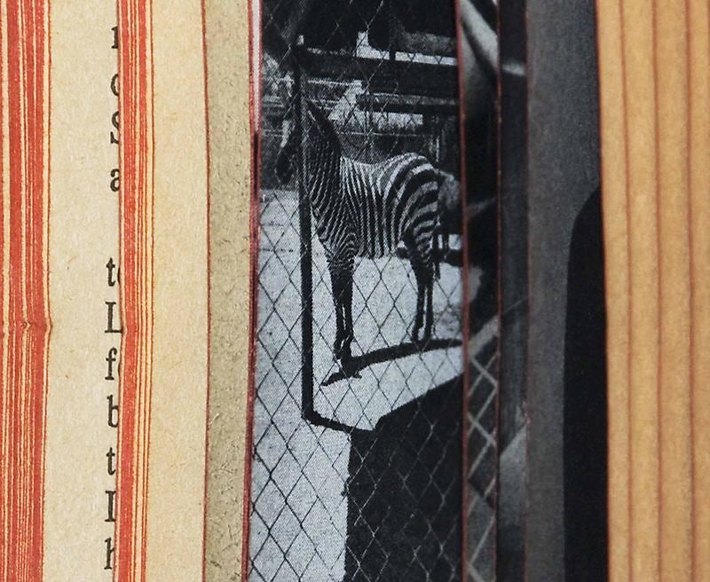 black and white zebra image