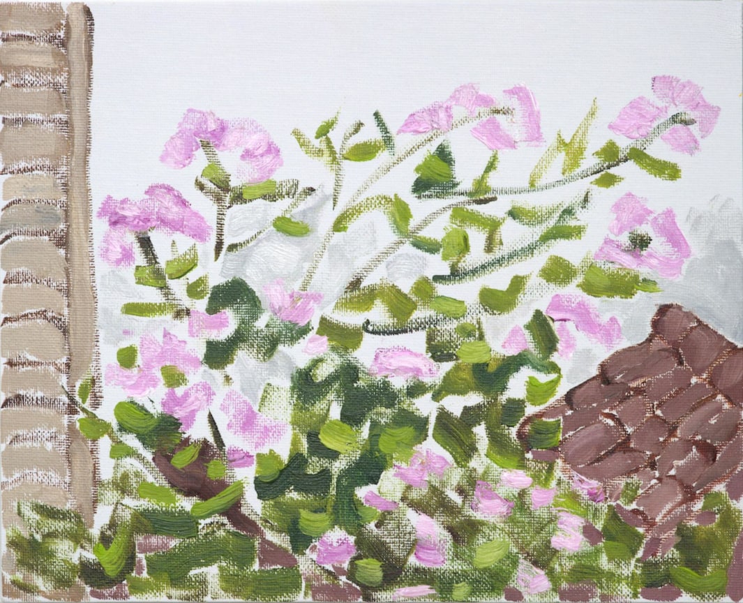 plant with pink flowers