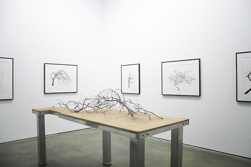 Roxy Paine - Dendroid Drawings and Maquettes - Exhibitions - James Cohan