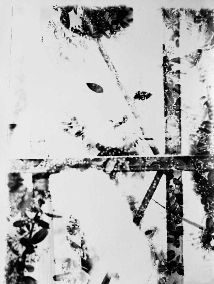 Kali, Kali Cat Abstract, Palm Springs, CA, 1967