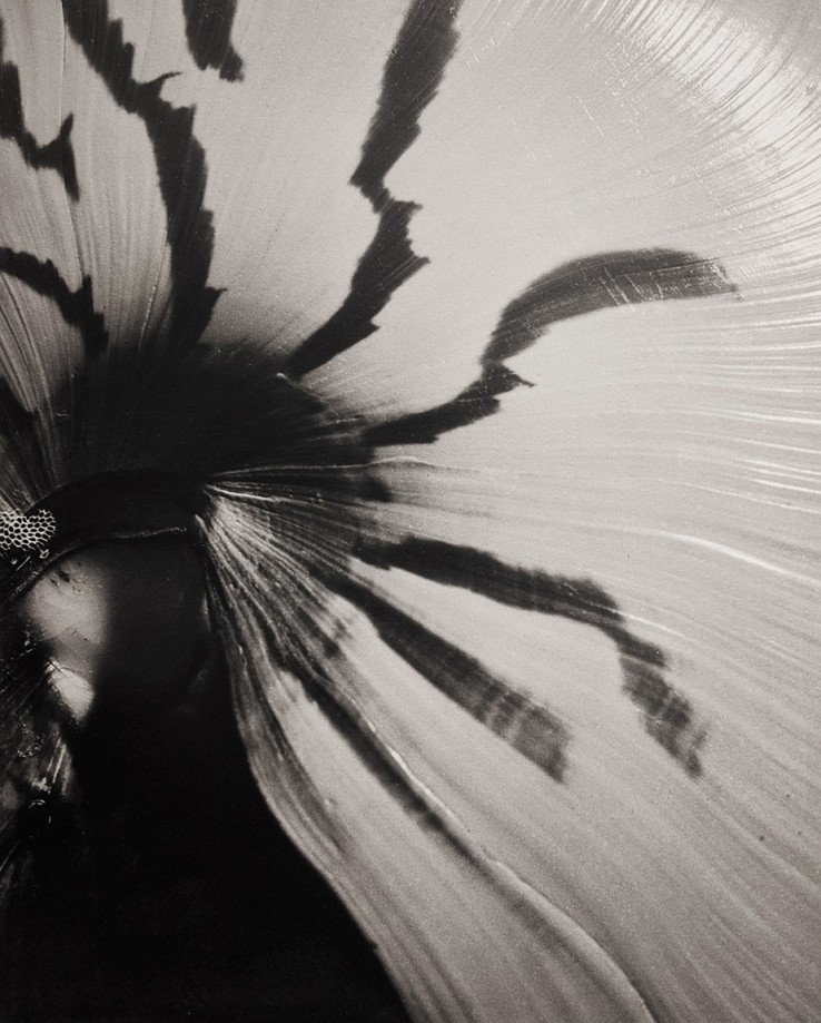 ​Horst, Nautilus Pompileus, 1945